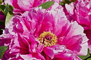 The peony is known as the queen of flowers